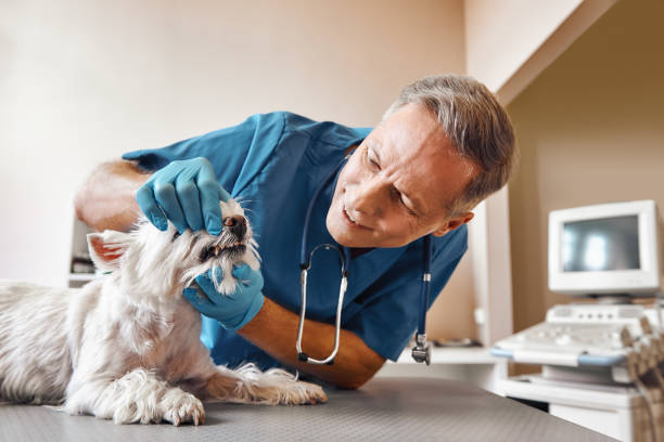 Best Emergency Dental Care for Sports Injuries in Prophetstown, IL